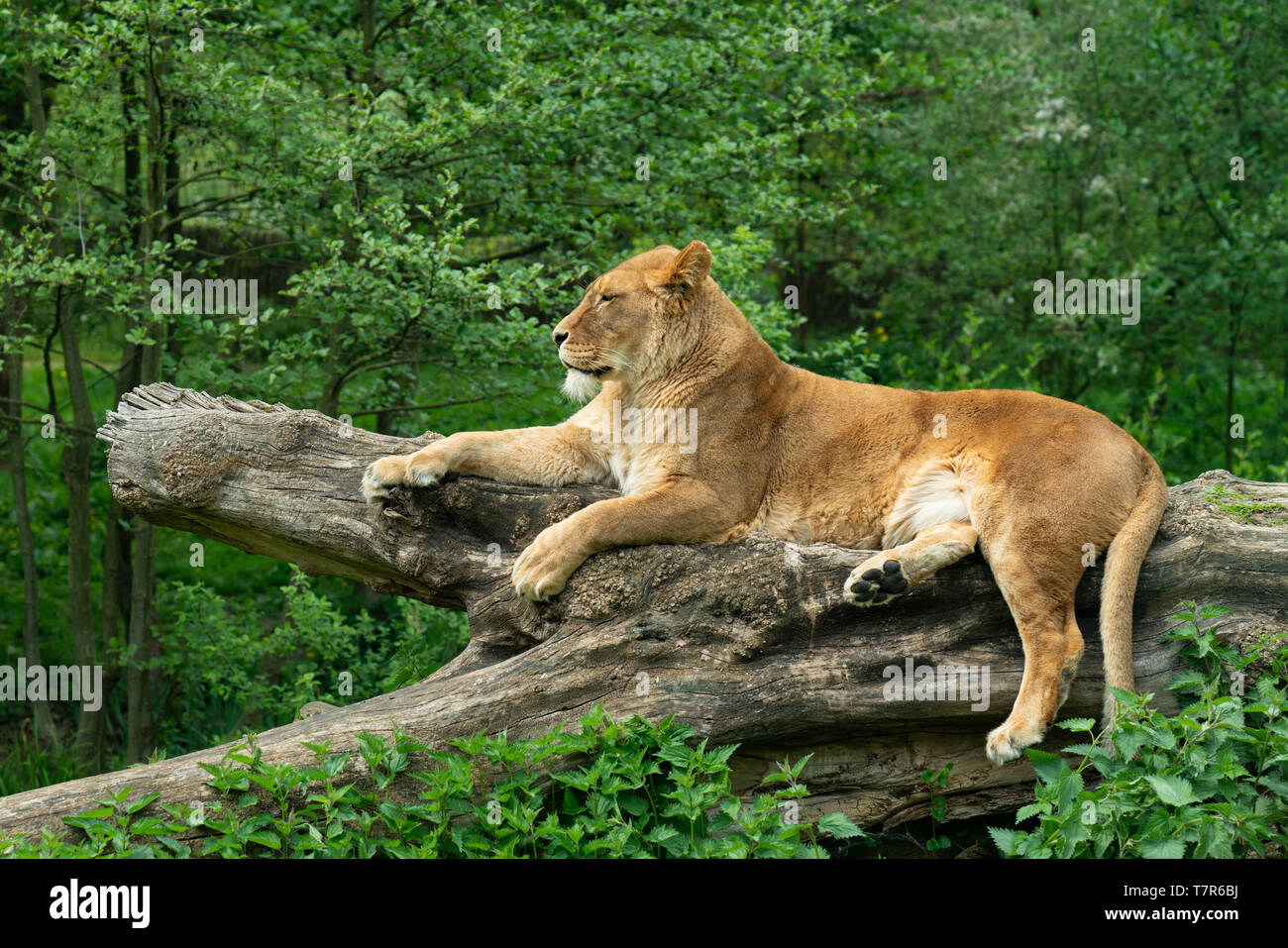 Porträt einer Löwin, die auf einem Baumstamm ruht. Ausruhen nach einer Mahlzeit Stockfoto