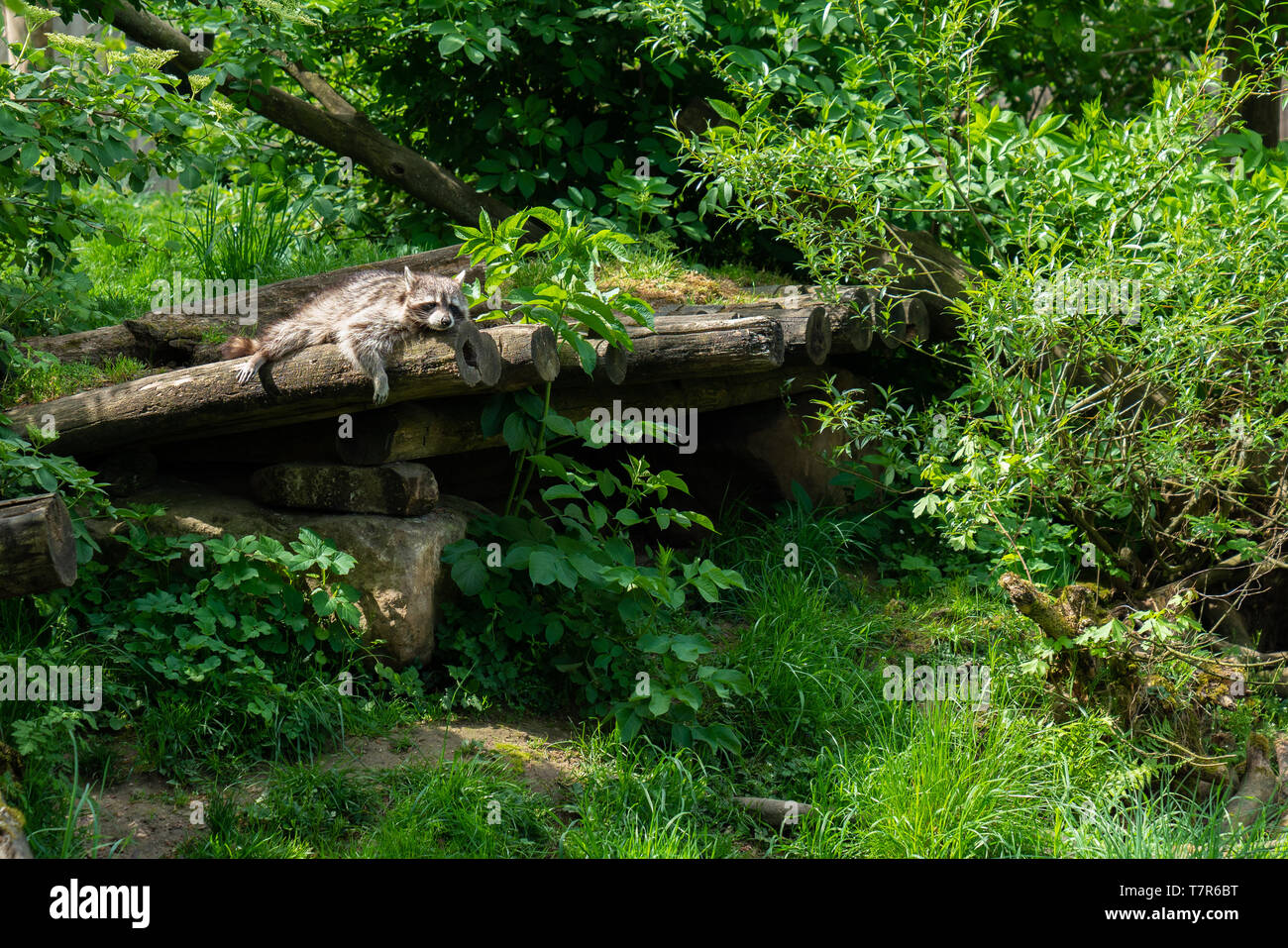 Porträt eines Waschbären, der auf einem Baumstamm ruht. Sieht sehr lustig in der Pose er ruht Stockfoto