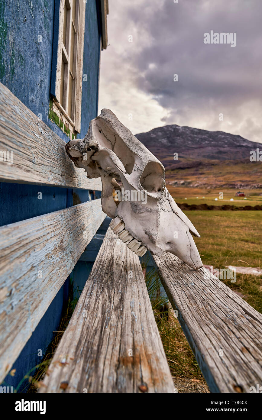 Schafe Skelett Kopf, Igaliku, Grönland Stockfoto