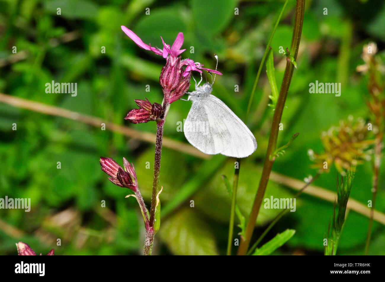 Ein seltenes Holz weiß Schmetterling, Leptidea sinapis, auf einem ragged Robin Blume (Lupinus flos-cuculi) im Devon Wildlife Trust Reserve bei Meeth in Devon. Ger Stockfoto