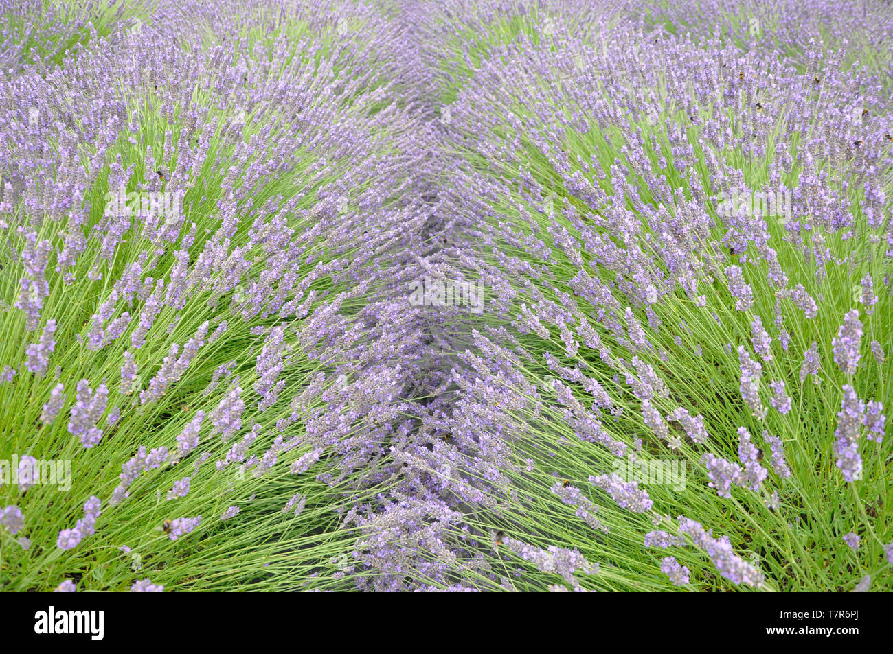 Die markanten blauen Lavendel in parallelen Reihen zieht Massen von Bienen auf die Mendip Hills an Faulkland, Somerset, Großbritannien Stockfoto