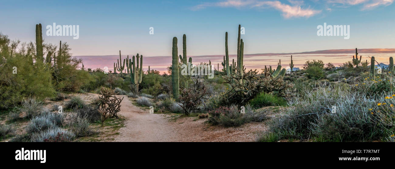 Arizona Sonnenaufgang Landschaft und Wanderweg mit Kakteen und Wildblumen Stockfoto