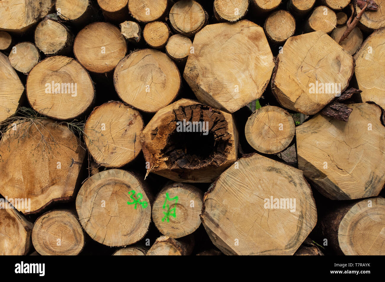 Stapel von Holz oder Holz in einem Wald in der Nähe von Neundorf a.d. Eigen Deutschland im Mai 2019 Stockfoto