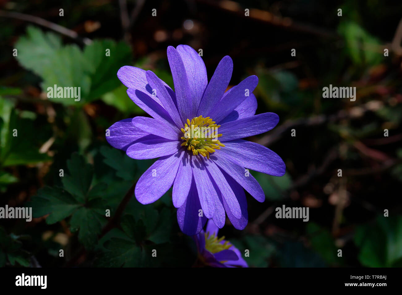 Die Balkan Anemone oder Winter cuneata wächst im Schatten und durch Sonnenlicht hit (Anemone blanda) Stockfoto