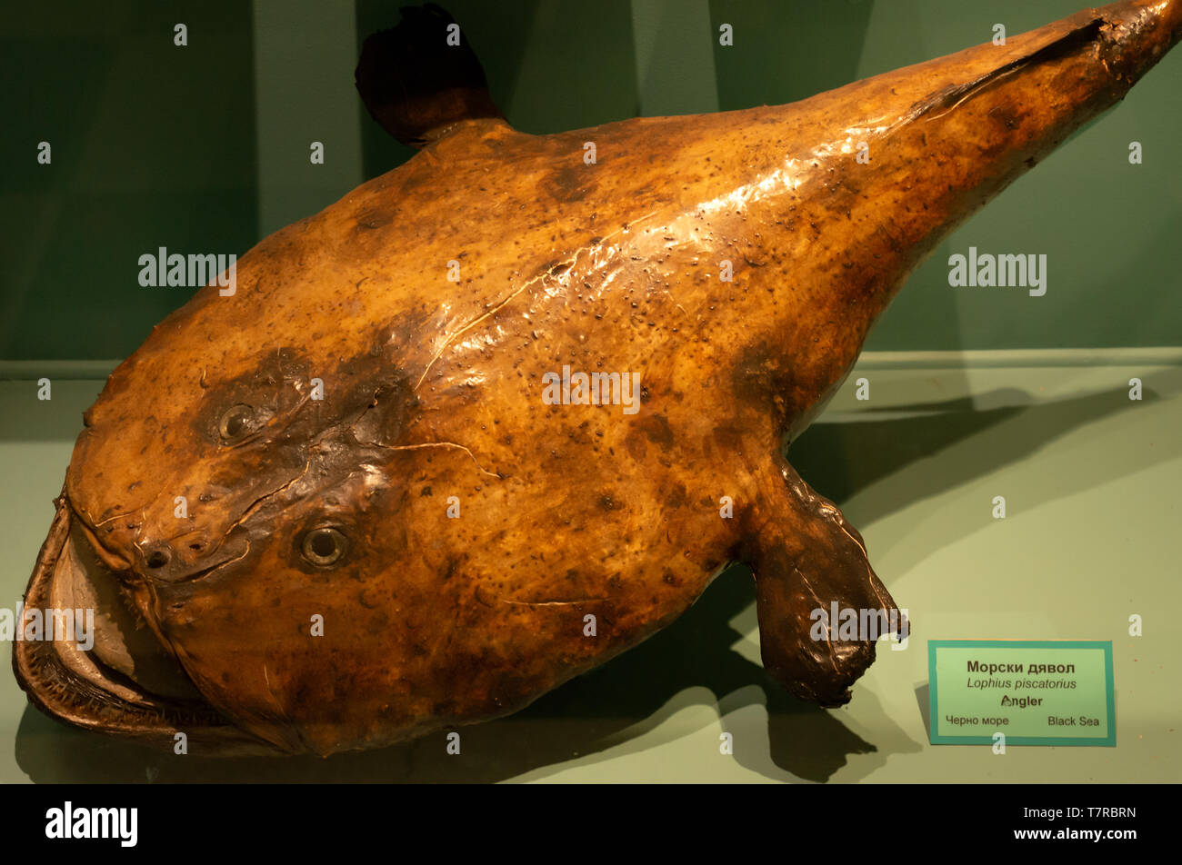 Hinterhalt Räuber Seeteufel Angler Fisch oder Lophius piscatorius auf der Ausstellung im National Museum of Natural History in Sofia Bulgarien Stockfoto