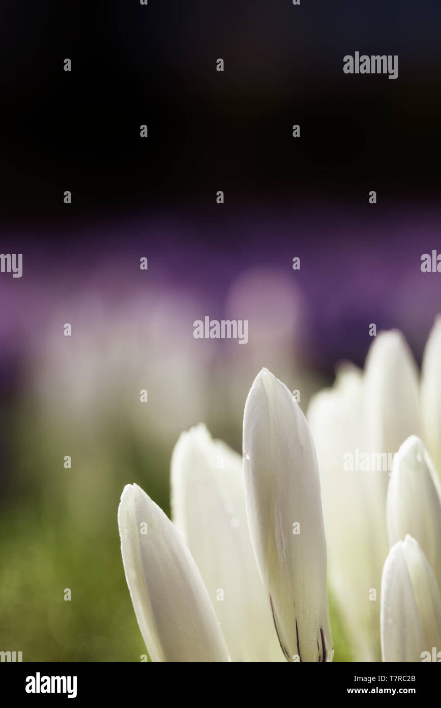 Crocus chrysanthus - ein Feld von Weiß und Lila crocusses auf einer Wiese. Sie sind noch geschlossen, weil die Sonne gerade heraus kam. Stockfoto