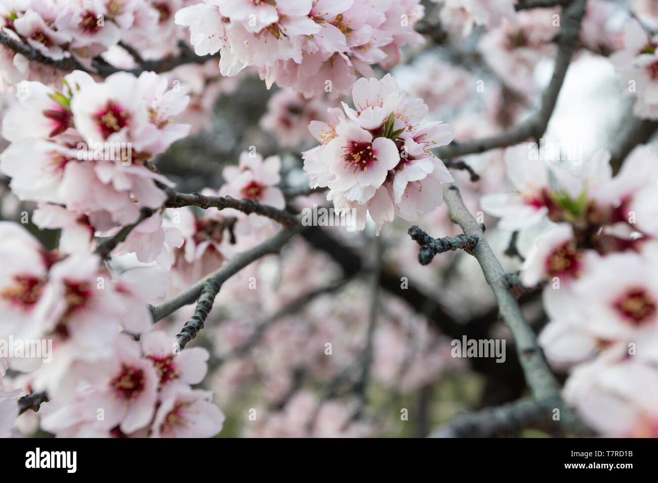 Feld mit Kirschblüten im Frühling Stockfoto