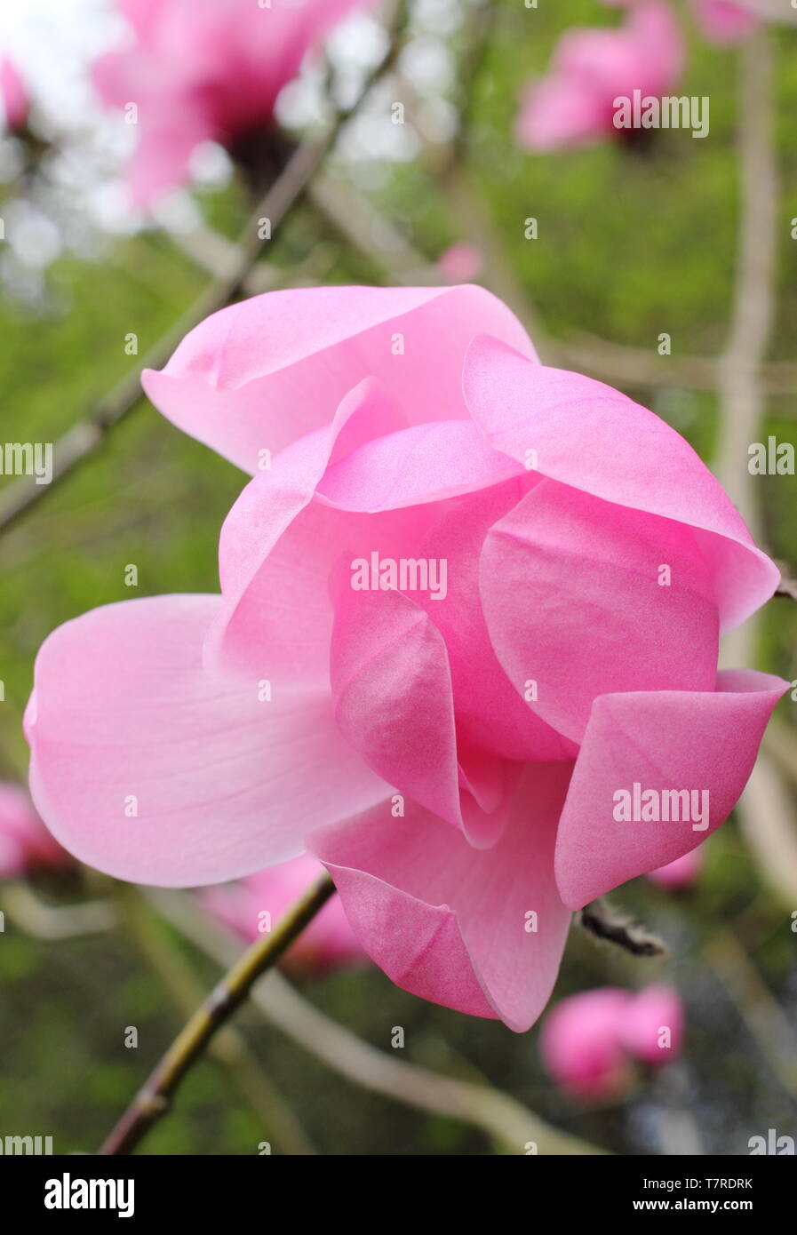 Magnolia sprengeri var. Diva" Copeland Gerichts". Lebendige Zuckerwatte rosa Blüten von Magnolia 'Copeland Gericht" im Frühjahr. AGM. Großbritannien Stockfoto