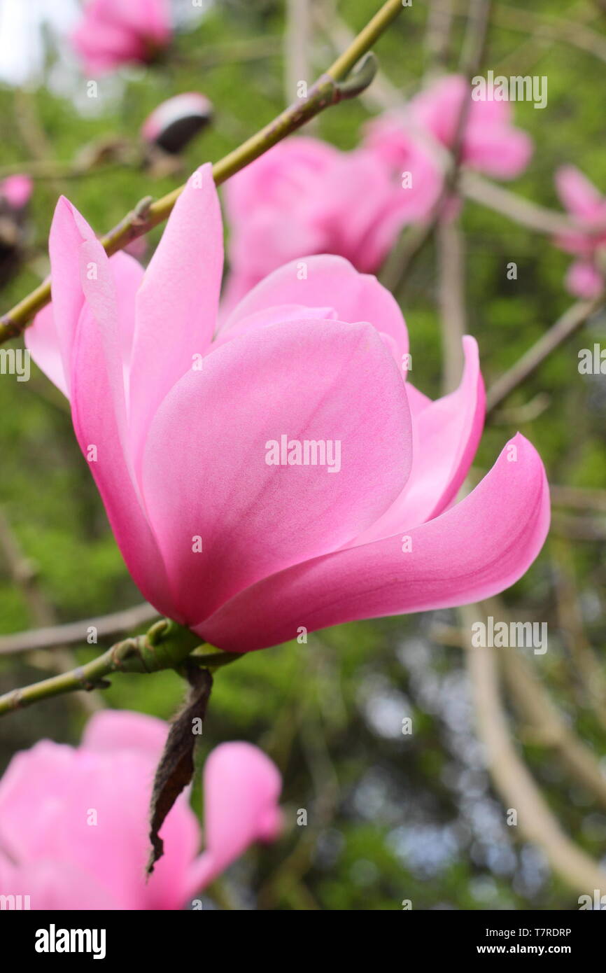 Magnolia sprengeri var. Diva" Copeland Gerichts". Lebendige Zuckerwatte rosa Blüten von Magnolia 'Copeland Gericht" im Frühjahr. AGM. Großbritannien Stockfoto