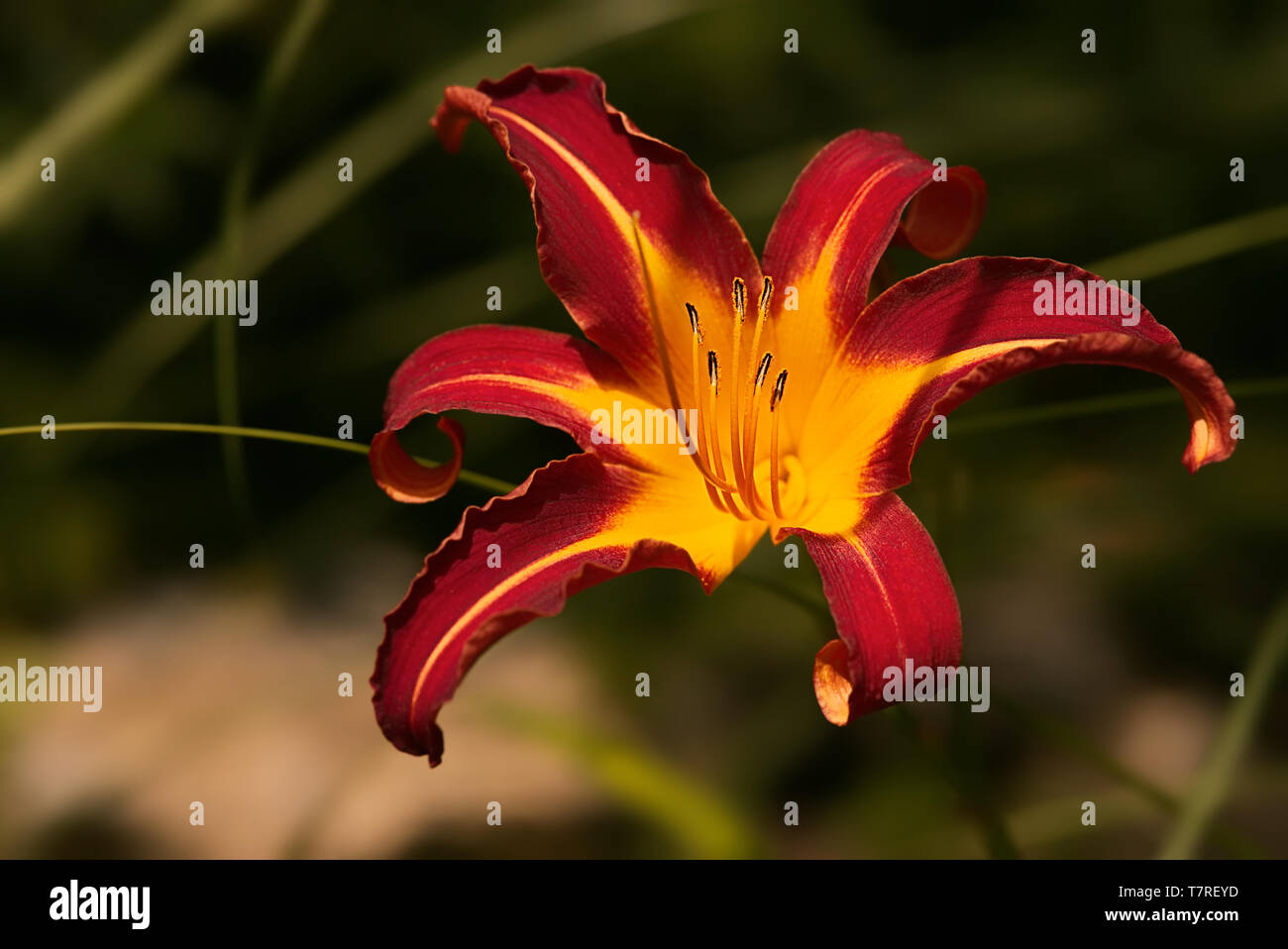 Hemerocallis fulva - eine orange Tag - Lilie Blume Nahaufnahme, native in Asien mit seiner Blätter im Hintergrund. Stockfoto
