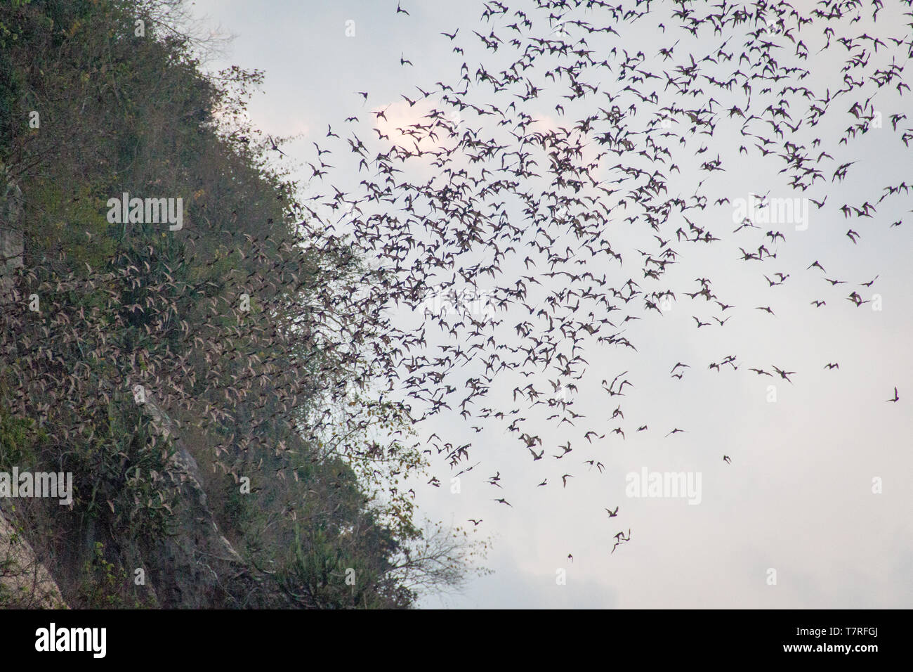 Fledermäuse aus einer Bat Cave in der Nähe von Battambang, Kambodscha fliegen Stockfoto