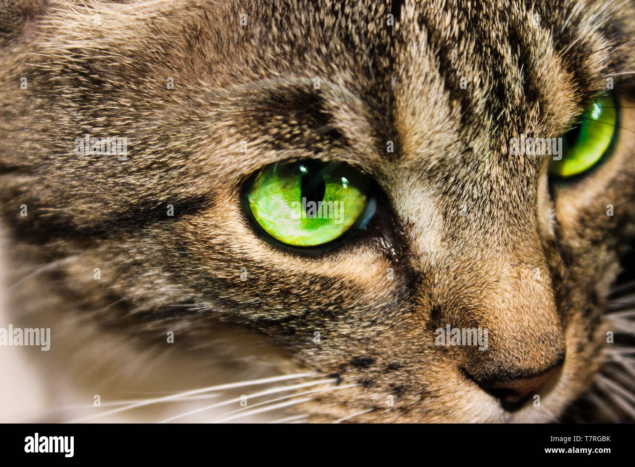 Bengal Katze mit grünen Augen Stockfoto