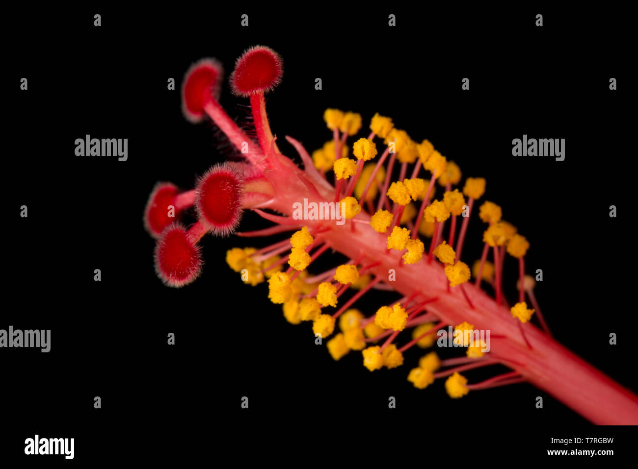 Stigma, den Stil, die Antheren und staubgefäßen von der Blume eines Hibiscus rosa-sinensis Pflanze Stockfoto