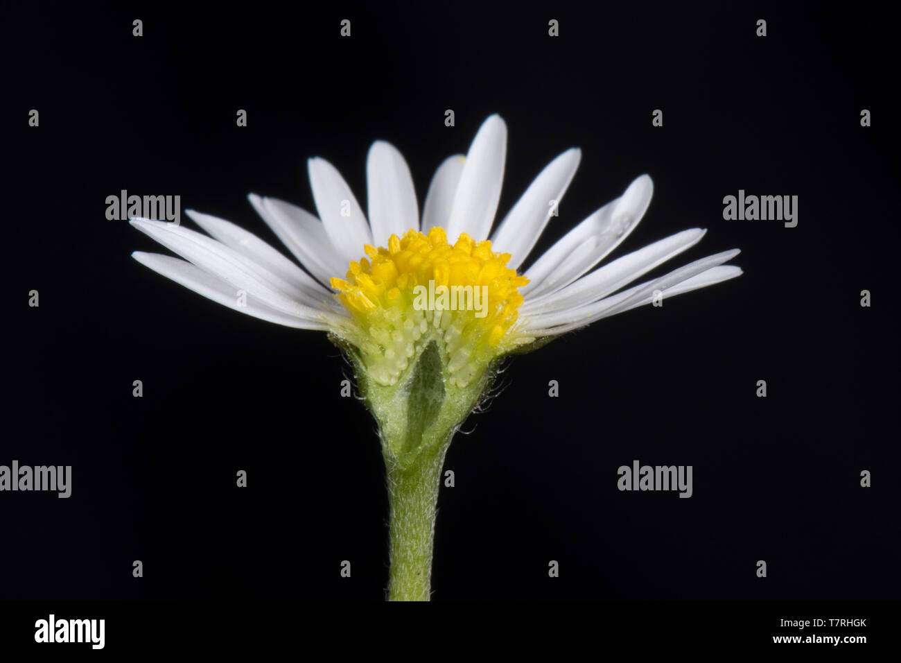Weiß und Gelb disk Röschen (Blumen) von einem Gänseblümchen (Bellis perennis) Eine typische zusammengesetzte Struktur der Blüten (Asteraceae) Stockfoto