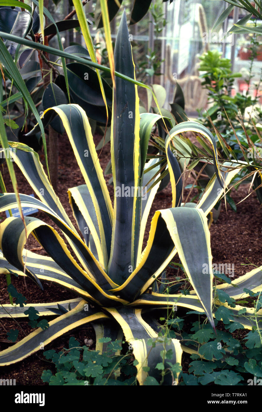 Nahaufnahme einer panaschierten Agave americana var. Napi Stockfoto