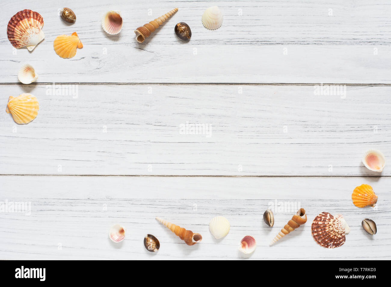 Sommer Grenze mit Muscheln auf weißem Holz- Hintergrund Stockfoto