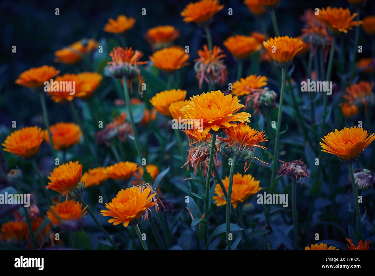 Orange Yellos Calendula im Garten - Ringelblumen Stockfoto