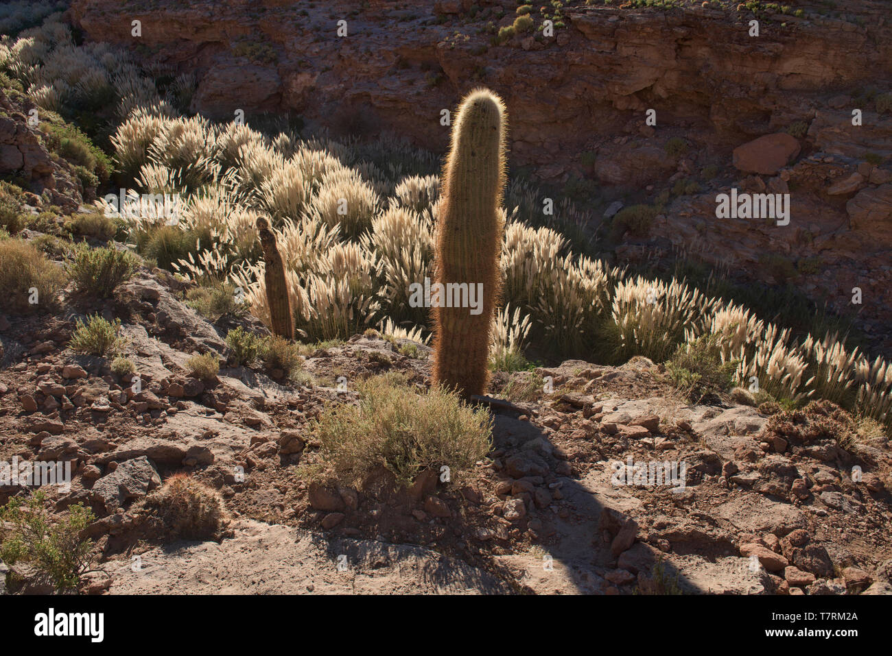 Riesige cardon Kaktus, Atacama-wüste, Chile Stockfoto