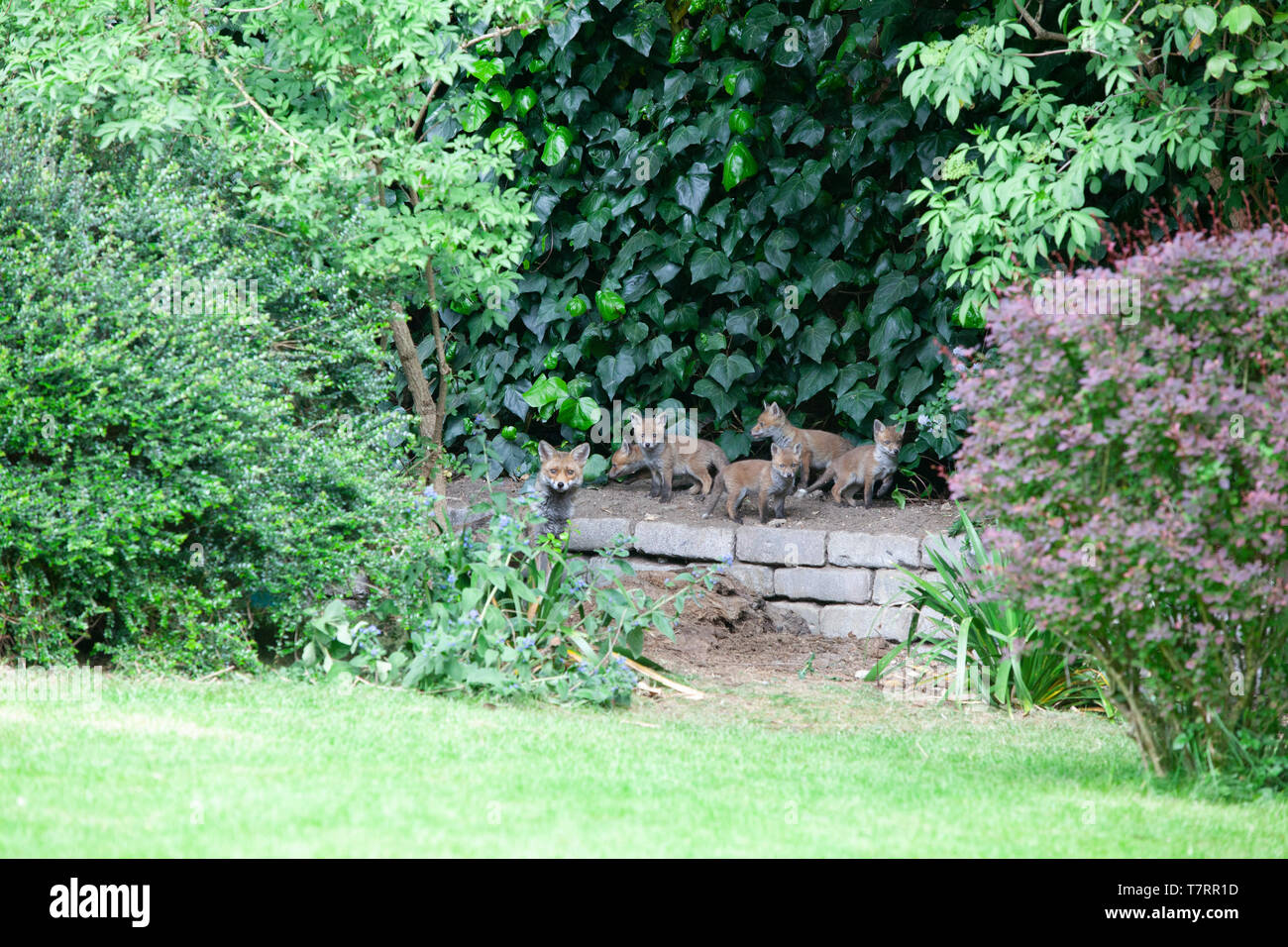 Eine weibliche Fox (Vixen) mit ihren Jungen in einem Vorort Garten im Süden Londons. Es gibt sieben Jungen in der Wurf. Stockfoto