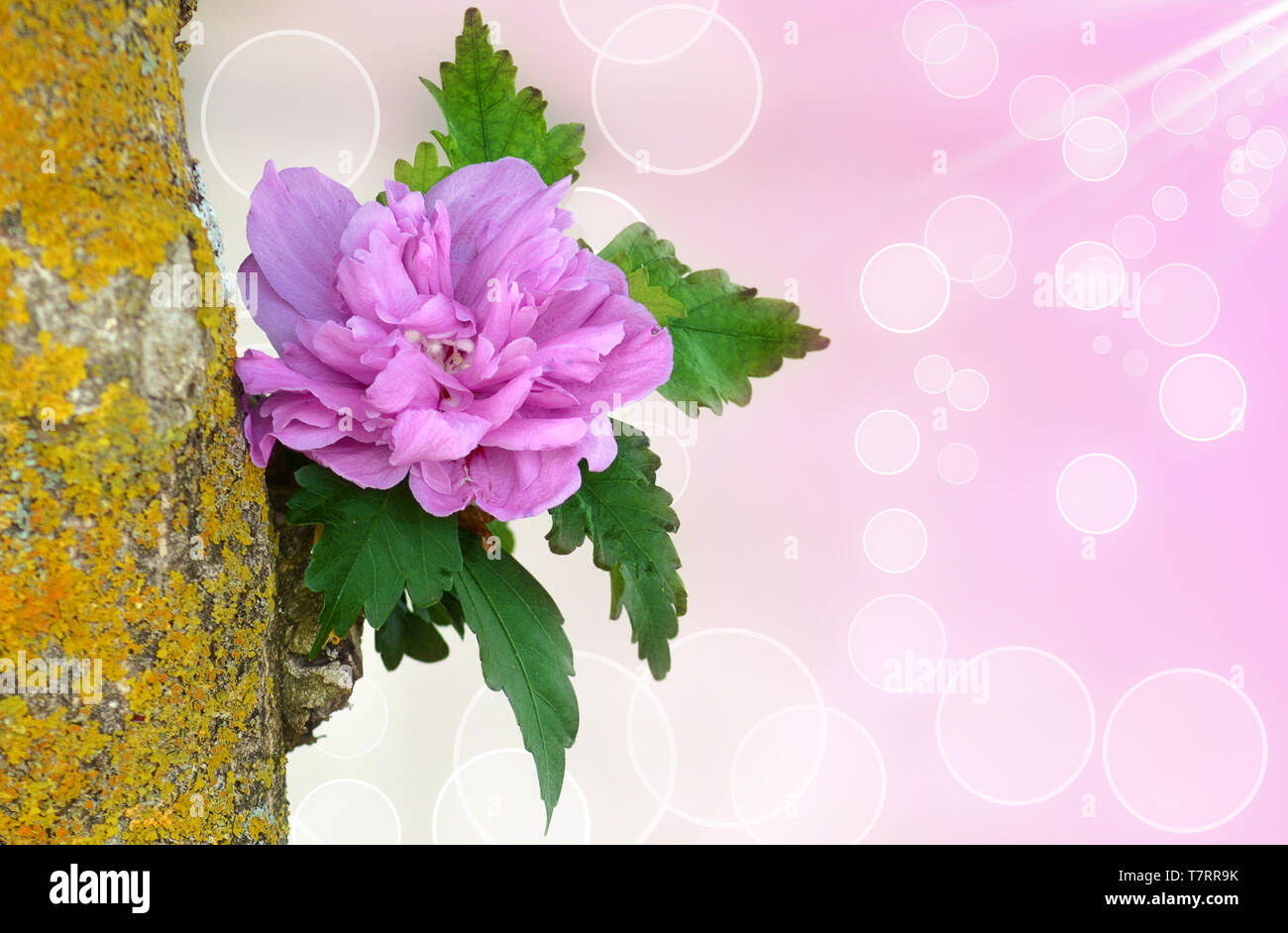 Hibiscus syriacus Lavendel, semi-idouble Blume Vielfalt, geprägt von einer romantischen Lavendel Farbe der Blütenblätter und die zentralen petaloids. Stockfoto