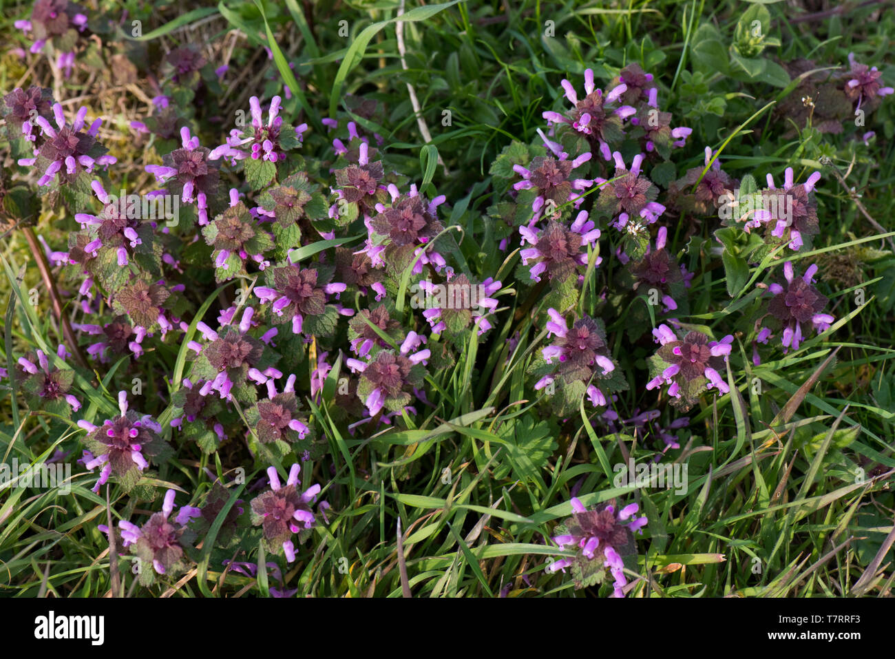 Red Dead - Brennnessel, Lamium purpureum, Pflanzen Blüte im Abfall Grasland, Berkshire, März Stockfoto