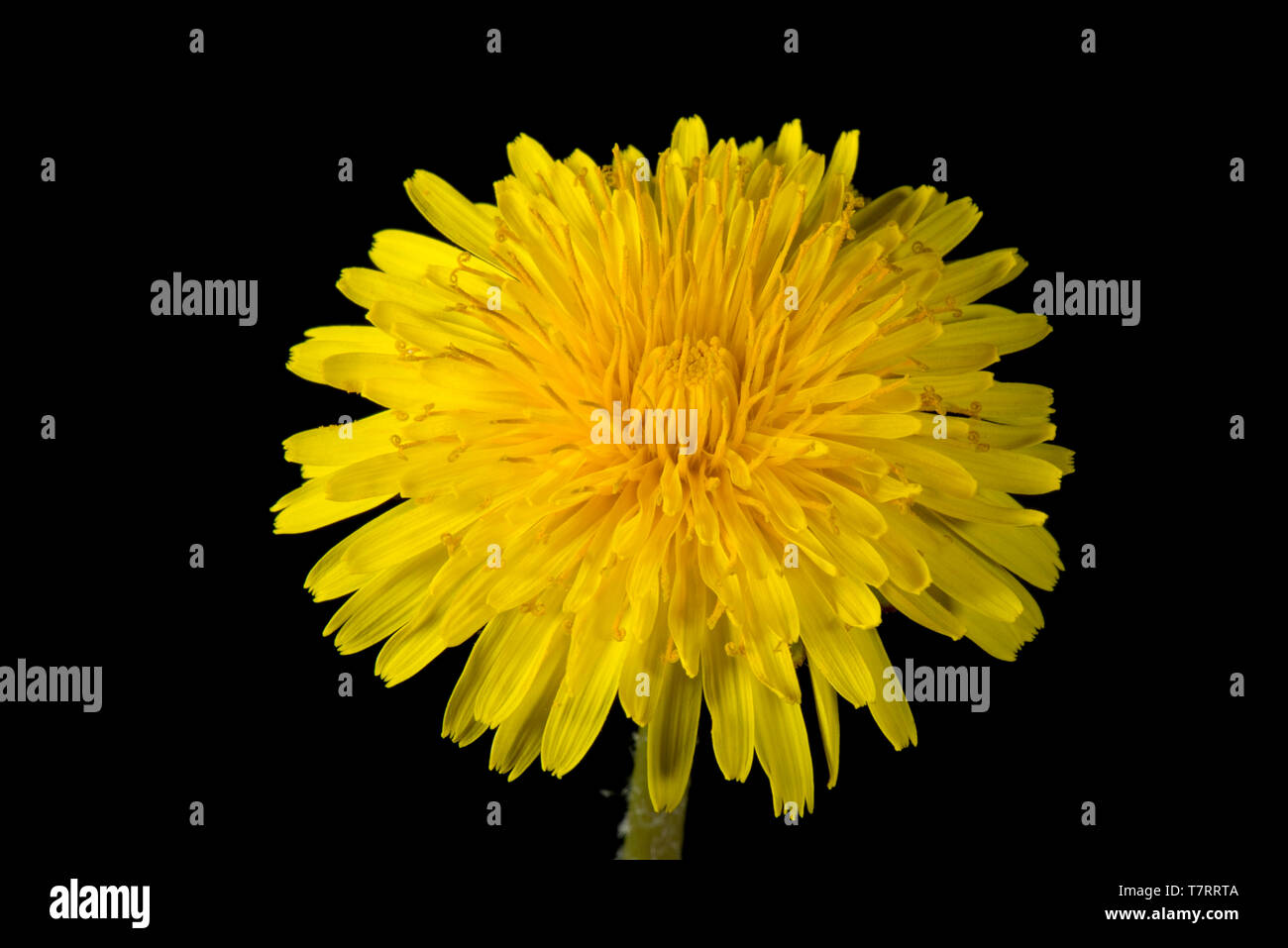 Studio Bild von einem Löwenzahn (Taraxacum officinale) gelbe Blume für zusammengesetzte Struktur von Ray und disk Röschen zeigen Stockfoto