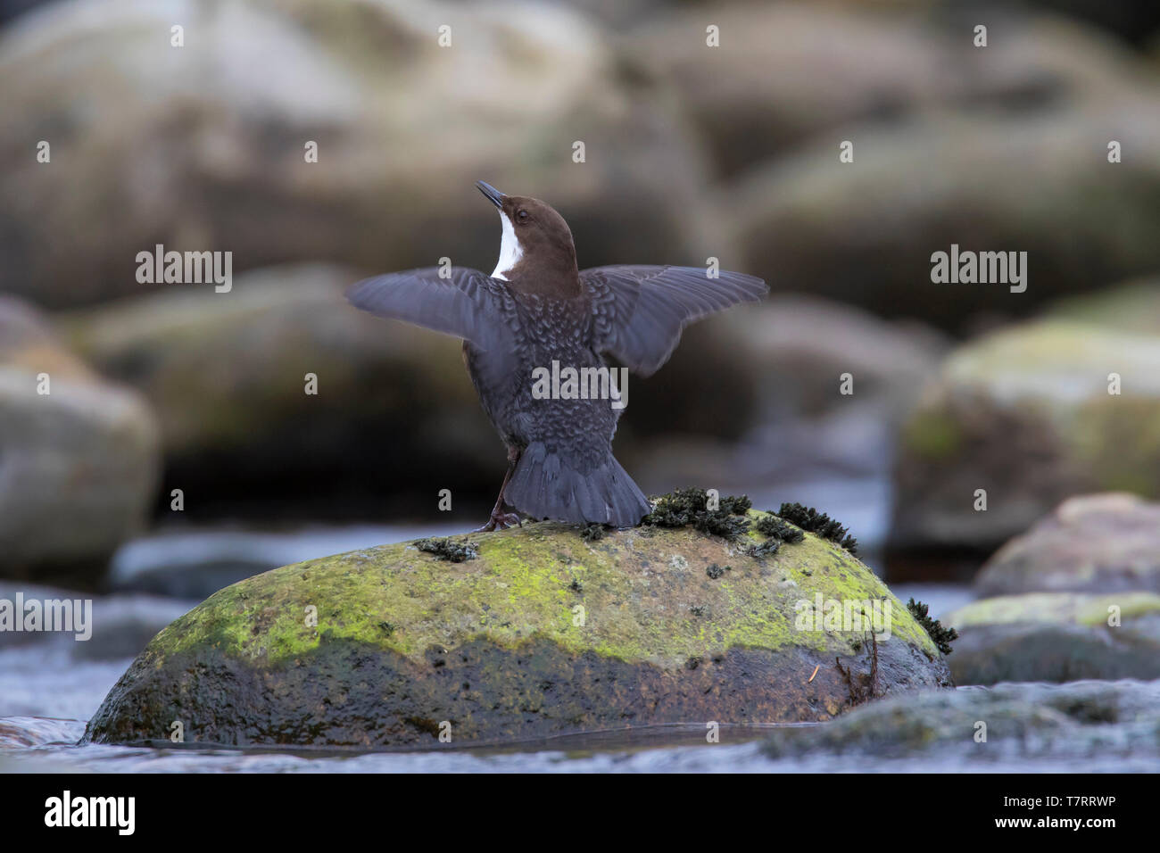 Wasseramsel/Europäischen Pendelarm (Cinclus cinclus) auf Rock im Stream gehockt und Anzeigen mit offenen Flügeln Stockfoto