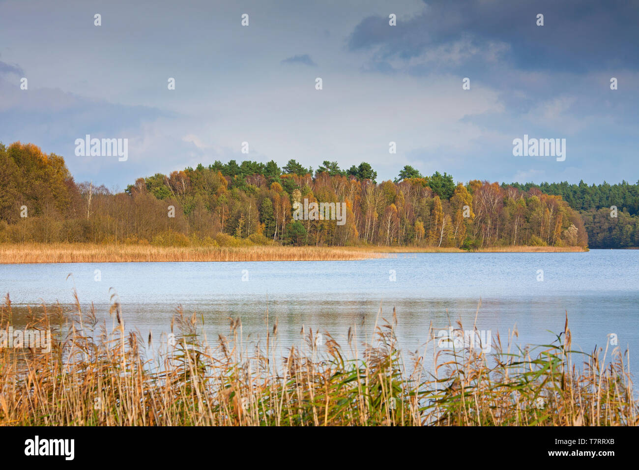 Großer Fürstenseer See/See gröberen Fuerstensee, See in der Mecklenburgische Seenplatte, Müritz NP, Mecklenburg-Vorpommern, Deutschland Stockfoto