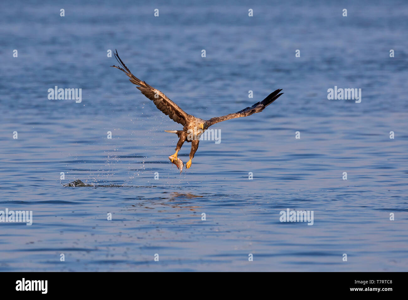 Seeadler/Sea Eagle/erne (Haliaeetus albicilla), Fische zu fangen, die vom See mit seinen Krallen Stockfoto