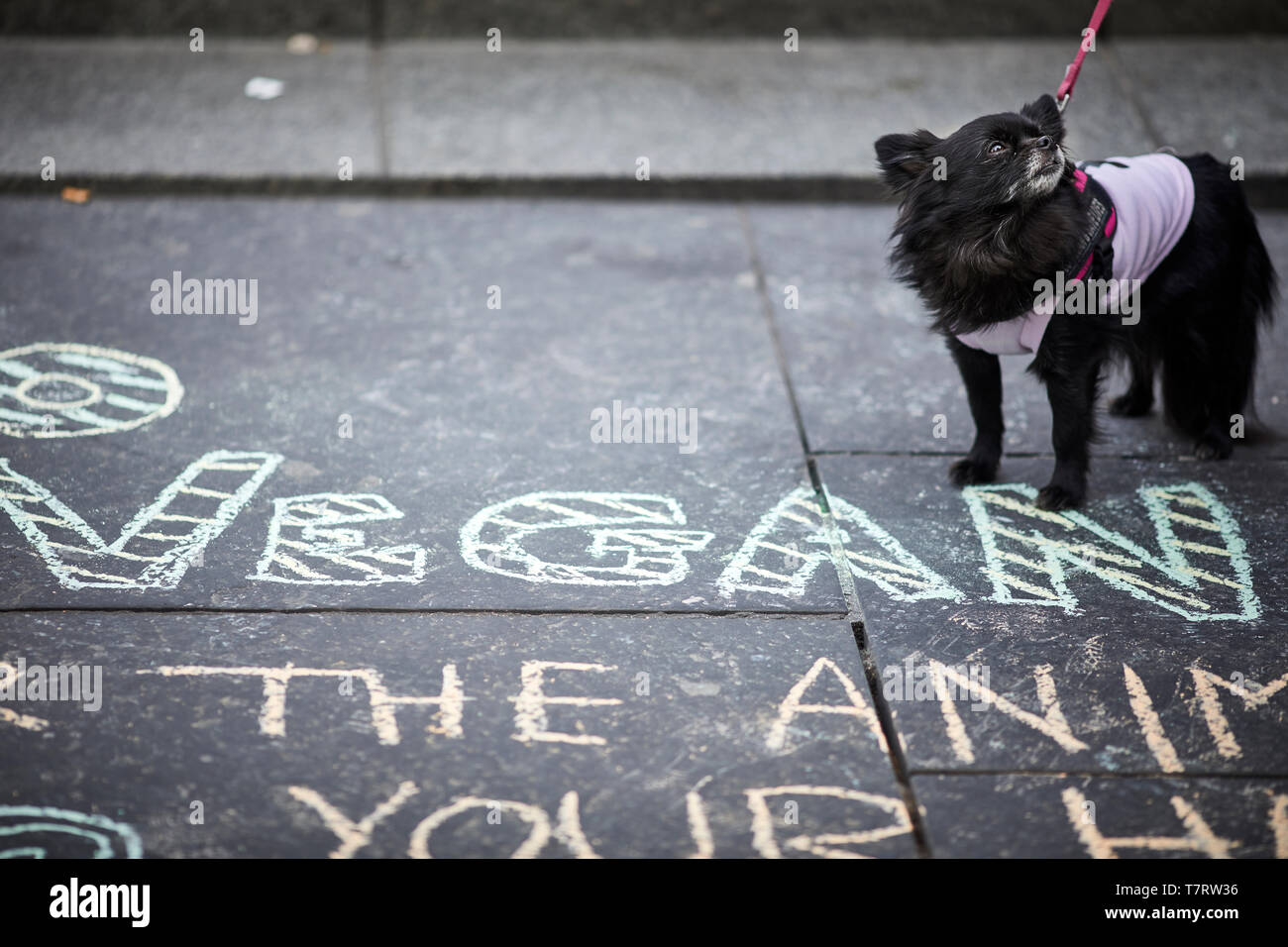 Newcastle upon Tyne, Vegan Hund Stockfoto