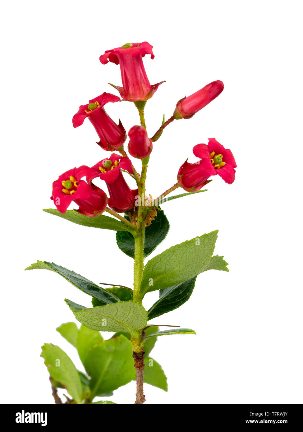 Wind und Salz tolerant immergrünen Laub und rot-rosa Blüten der Hardy hedging Strauch, Escallonia rubra var. macrantha Stockfoto