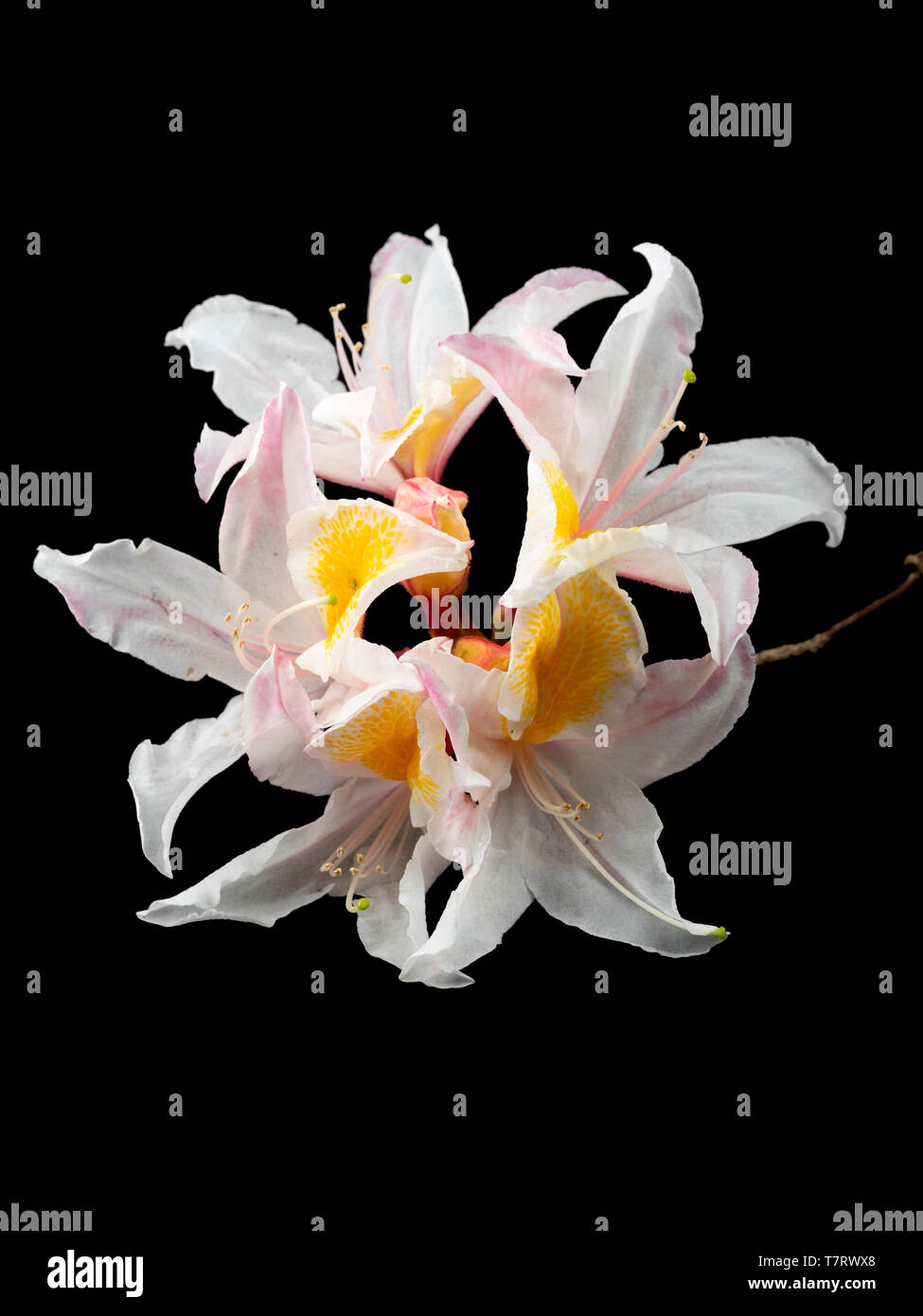 Blume trusss der duftende, den Frühling laubabwerfende Azalee, Rhododendron 'exquisit' auf schwarzem Hintergrund Stockfoto