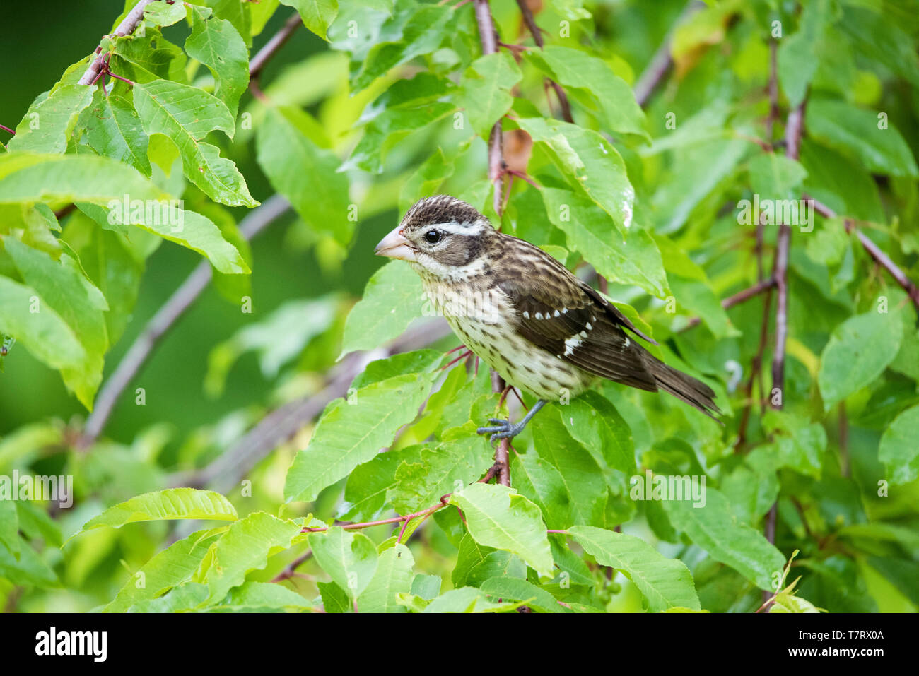 Rose-breasted Grosbeak, Pheucticus ludovicianus, weiblich im Frühjahr Strauch gehockt, Nova Scotia, Kanada Stockfoto