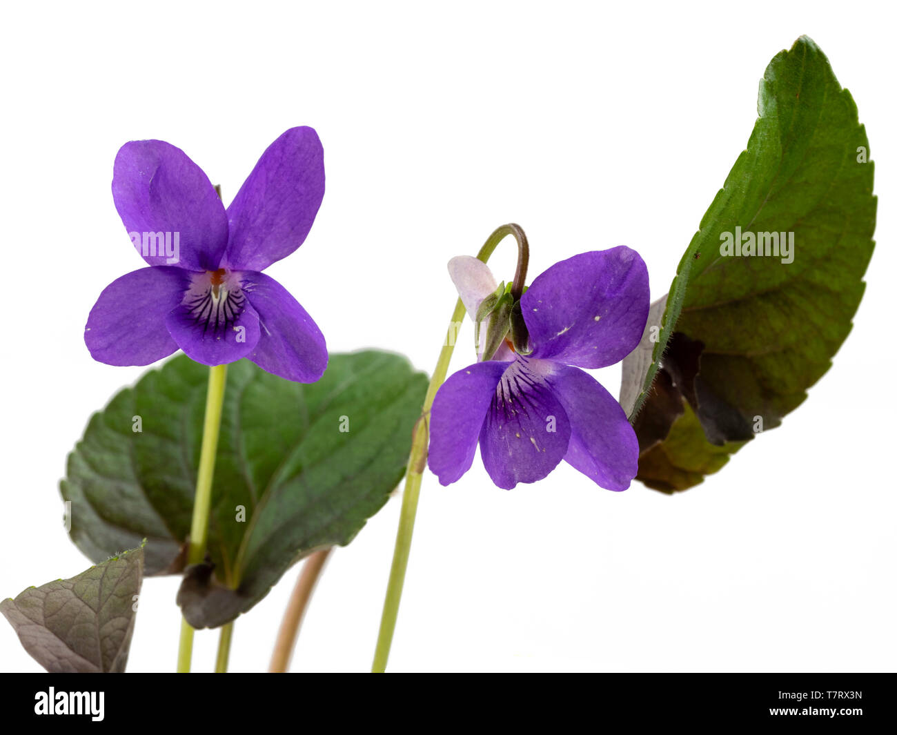 Dunkle Laub und Blumen selbst Säen, Feder Blüte violett, Viola riviniana (Purpurea Gruppe) auf weißem Hintergrund Stockfoto