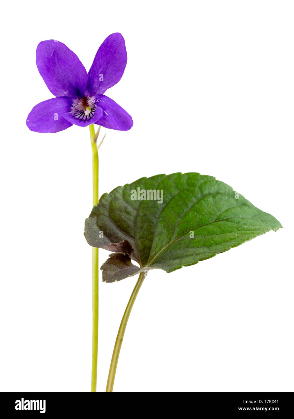 Dunkle Laub und Blumen selbst Säen, Feder Blüte violett, Viola riviniana (Purpurea Gruppe) auf weißem Hintergrund Stockfoto