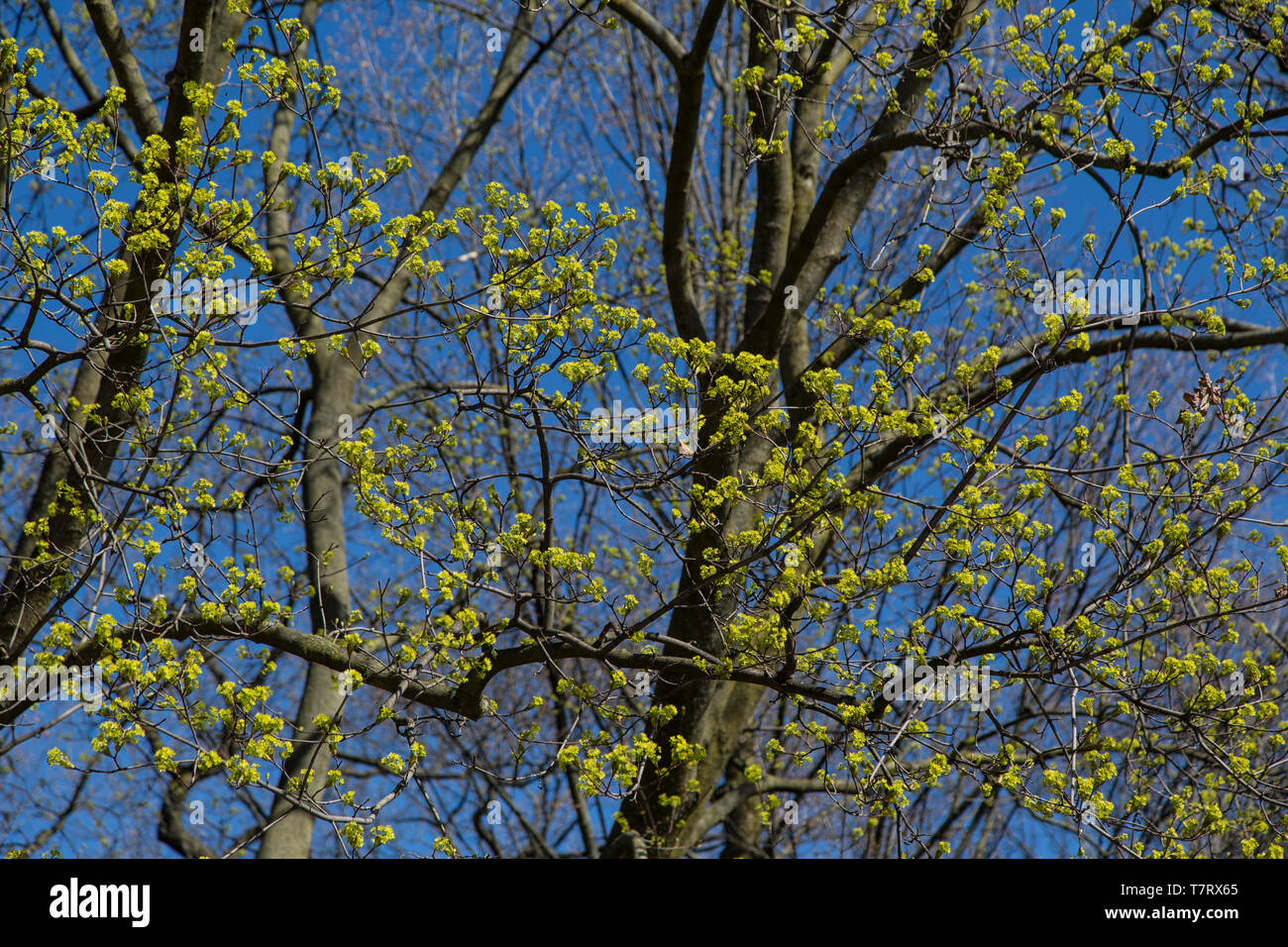 Sonnigen Tag knospenden Bäume Toronto High Park Kirschblüten Stockfoto