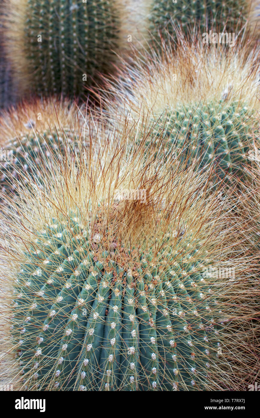 Große Kaktus - aylostera steinmanni im Botanischen Garten Stockfoto