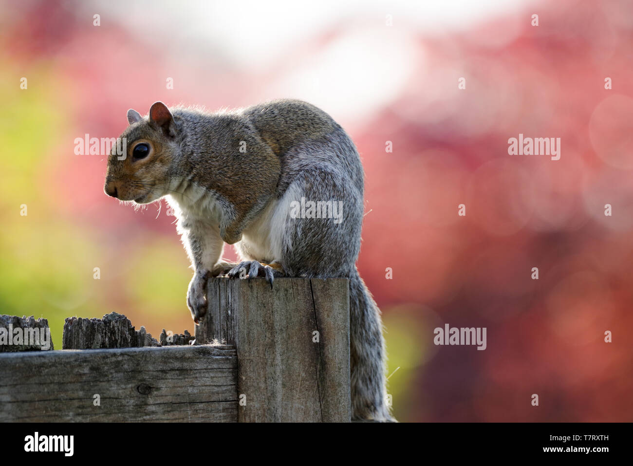 Niedliche Eichhörnchen auf einen Gartenzaun in Edmonds, Washington State, USA sitzen Stockfoto