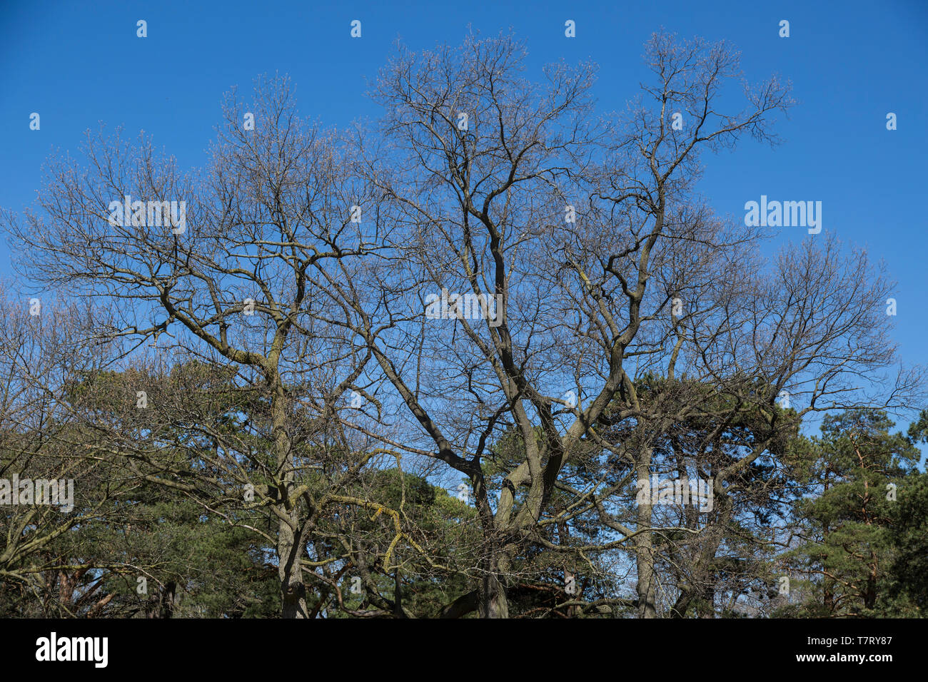 Sonnigen Tag knospenden Bäume Toronto High Park Kirschblüten Stockfoto