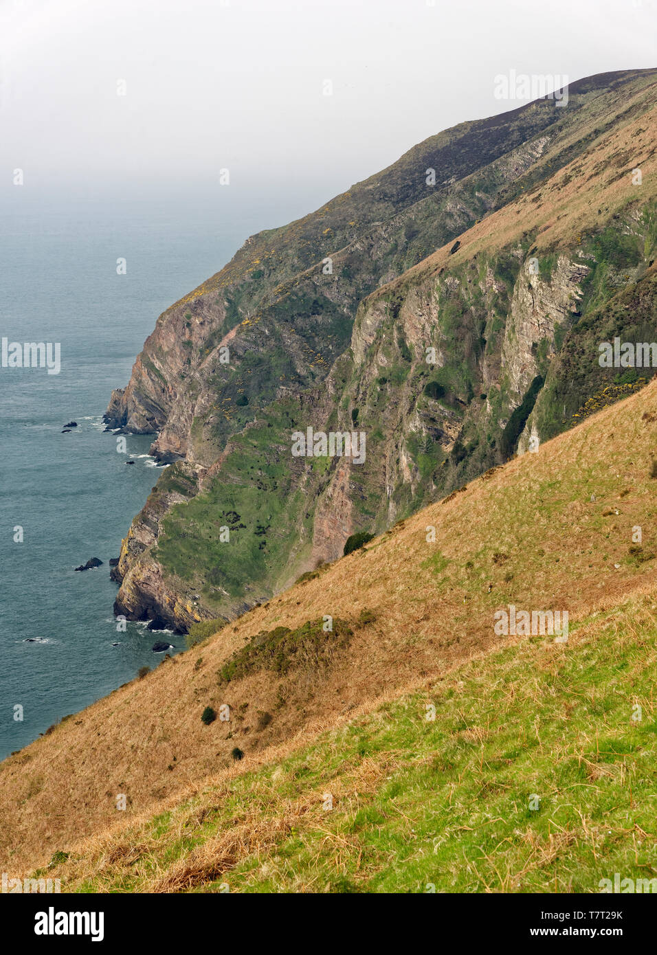 Hohe Klippe, Elwill Bay, Trentishoe, Küste von North Devon South West Coast Path Stockfoto