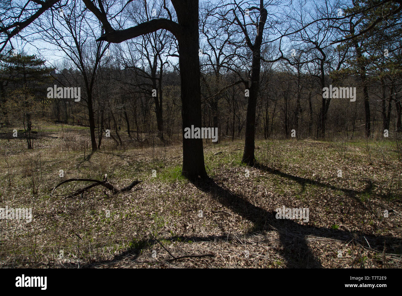 Sonnigen Tag knospenden Bäume Toronto High Park Kirschblüten Stockfoto