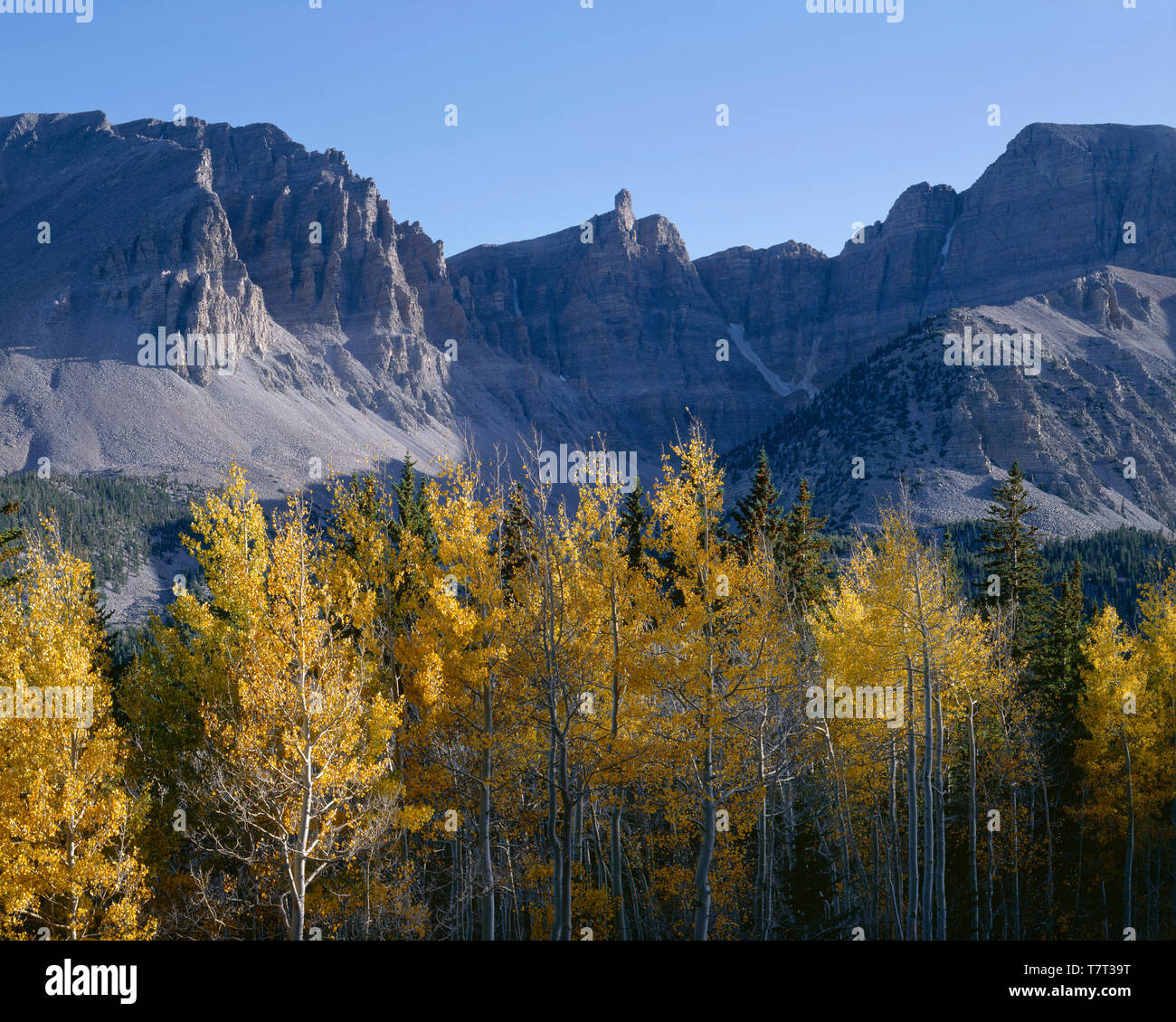 USA, Nevada, Great Basin National Park, Herbst Farben der Beben Aspen unter Jeff Davis Peak (Mitte) und Wheeler Peak (rechts). Stockfoto