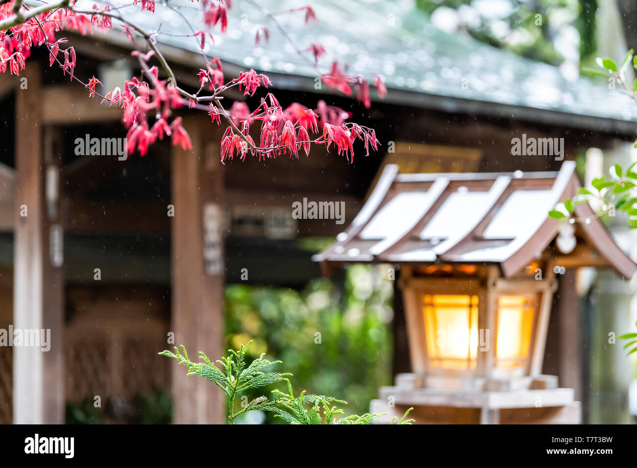 Kyoto, Japan Gion Distrikt mit roter Ahorn Baum im Garten Park und Laterne Lampe während der Tag beleuchtet Stockfoto