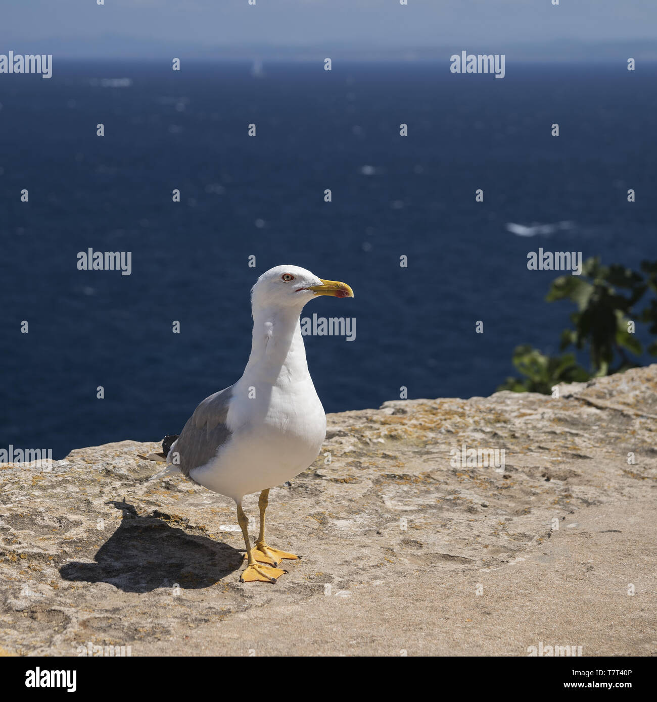 Yellow-legged Gull (Larus michahellis) Close-up auf dem Hintergrund des Meeres. Mittelmeermöwe Nahaufnahme mit dem Hintergrund des Meeres. Mewa romańska Stockfoto