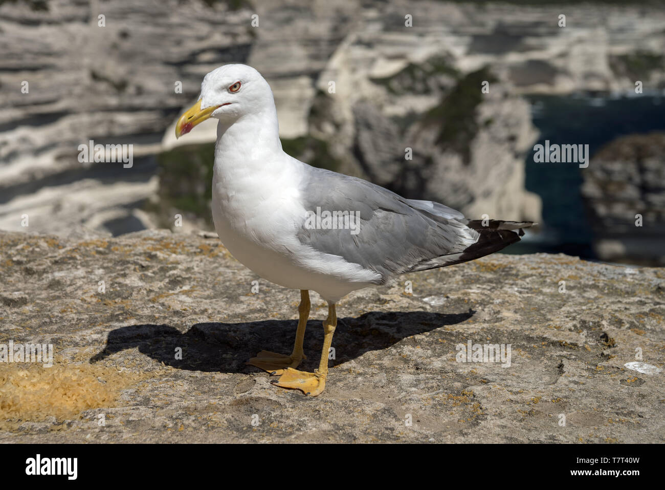 Gelbe Möwe (Larus michahellis) Close-up auf einem Hintergrund der Felsen. Mittelmeermöwe in Nahaufnahme vor dem Hintergrund der Felsen. Mawa romańska. Stockfoto