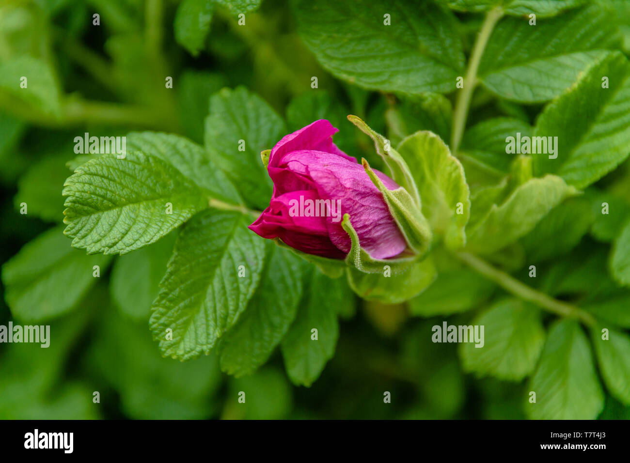 Leuchtend rosa Wild Rose Blüte in Northumberland, Großbritannien. Mai 2018. Stockfoto
