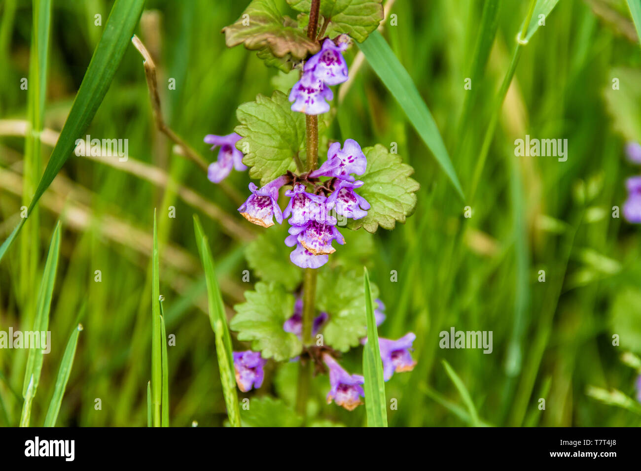 Blhender efeu -Fotos und -Bildmaterial in hoher Auflsung  Alamy