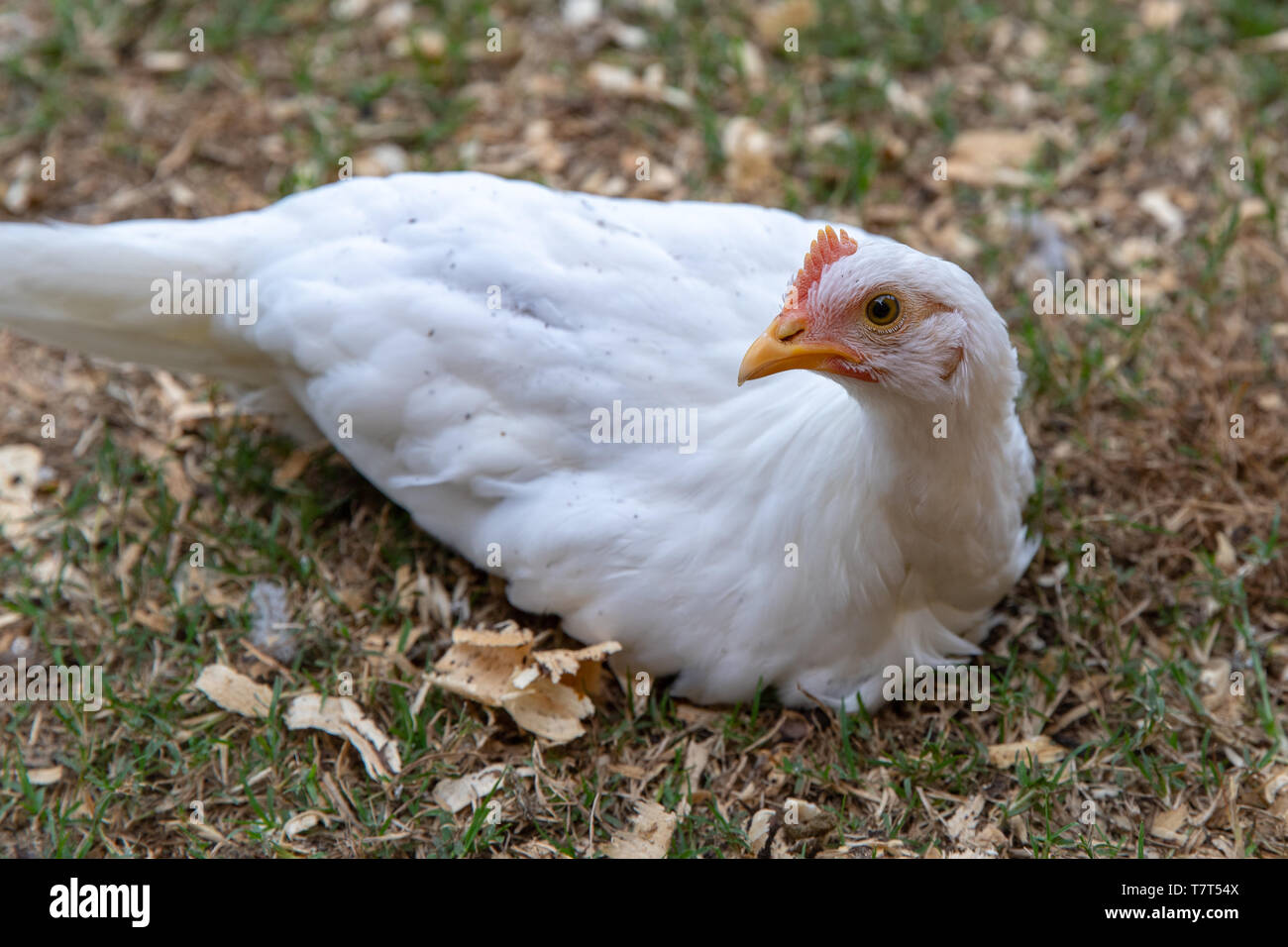 Junge kleine weiße Haustier Huhn ruht auf dem Boden Stockfoto