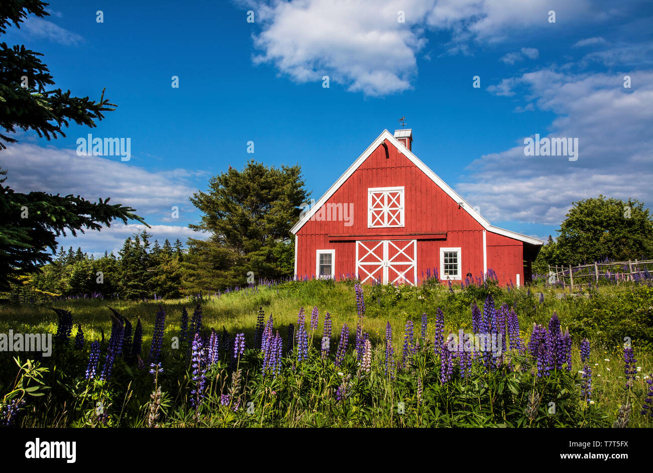 Rote Scheune und violette Lupinenblumen, blauer Himmel, Acadia National Park, Maine, New England US Spring Farm Scene FS 11,46 MB 300ppi Stockfoto