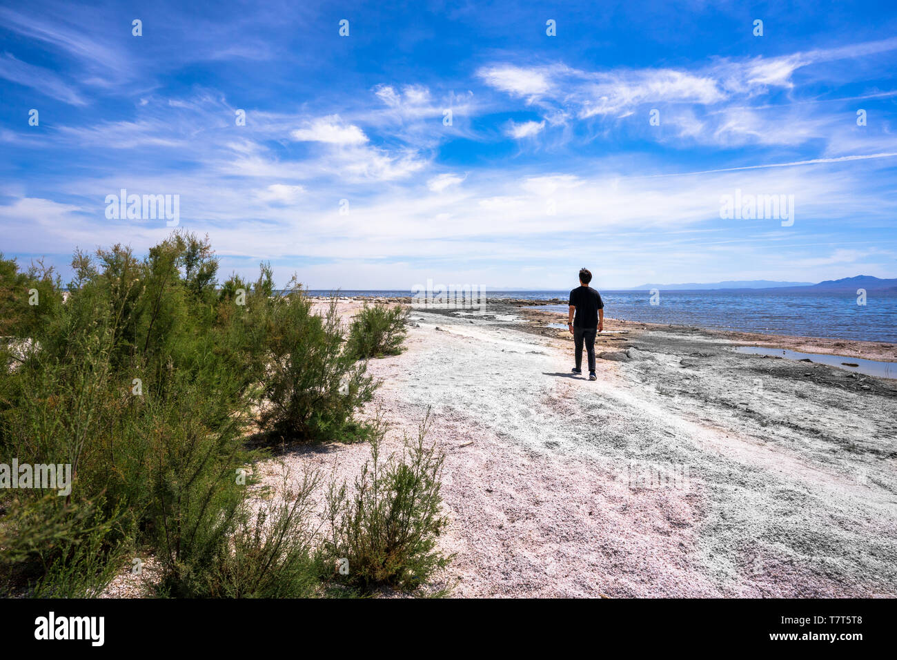 Allein in Salton Sea Kalifornien Stockfoto